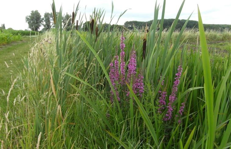 Natuurhuisje in Drimmelen