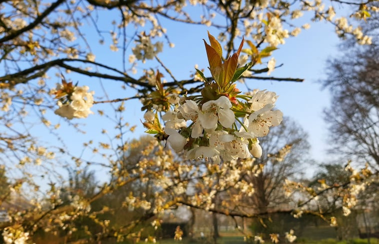 Natuurhuisje in Malden