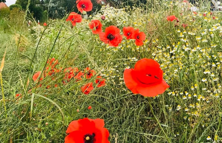 Natuurhuisje in Molenrij