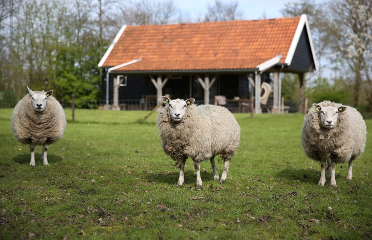 Natuurhuisje in Diever