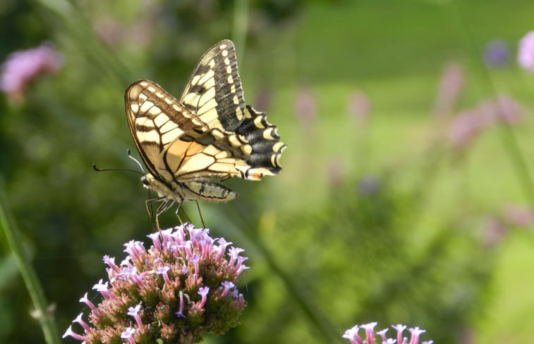 Natuurhuisje in Hazerswoude Dorp