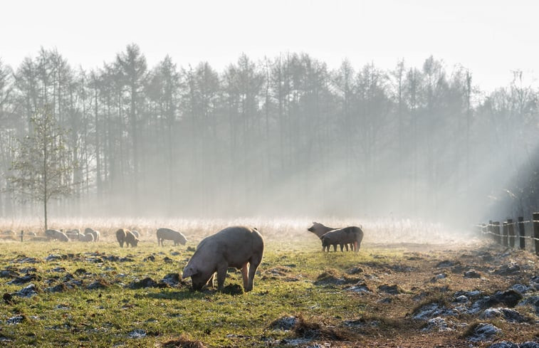 Natuurhuisje in Baarschot (Hilvarenbeek)