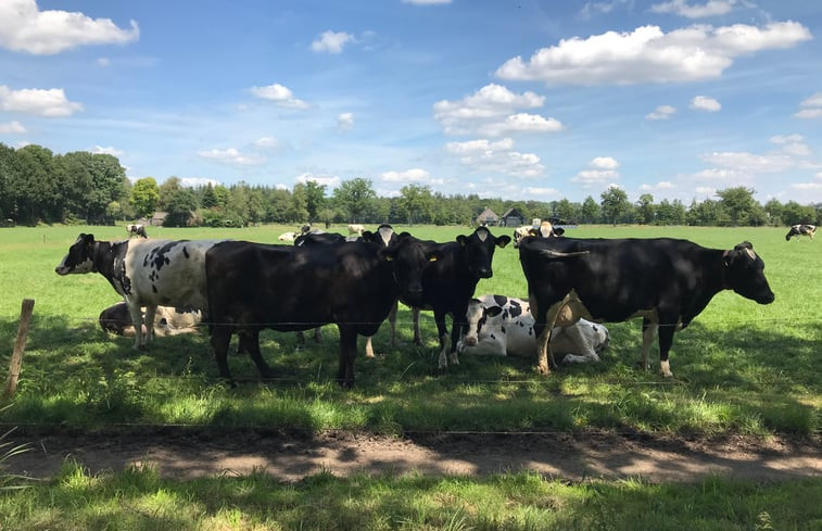 Natuurhuisje in Frederiksoord