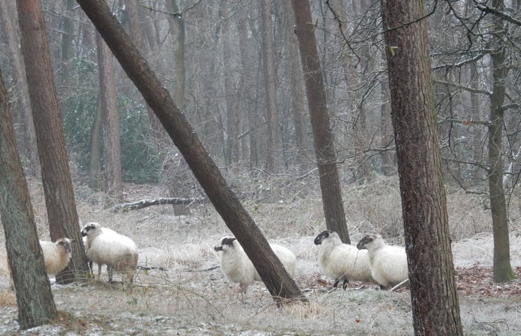 Natuurhuisje in Zuidwolde