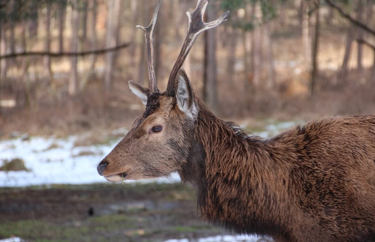 Natuurhuisje in Garderen