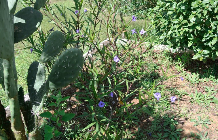 Natuurhuisje in MARTANO