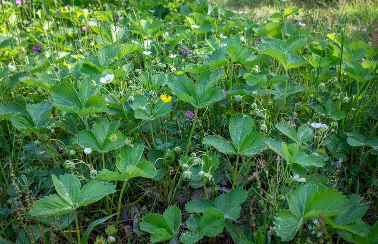 Natuurhuisje in DESAIGNES