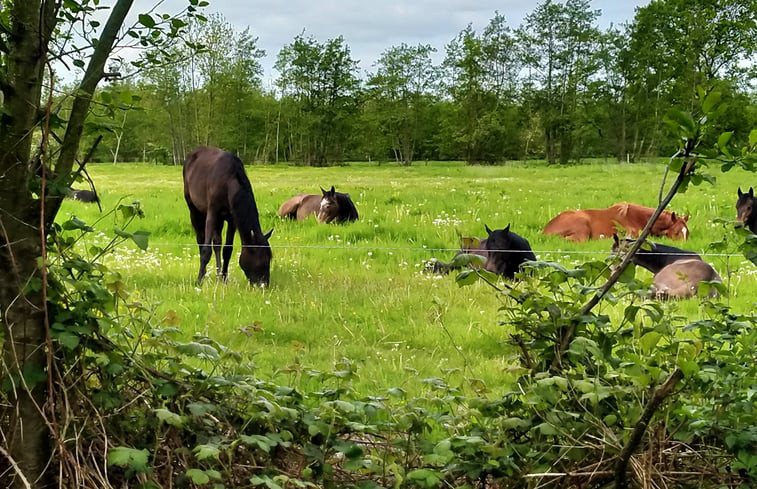 Natuurhuisje in Kollumerzwaag