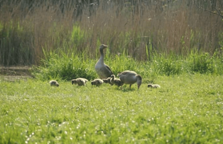 Natuurhuisje in Veere