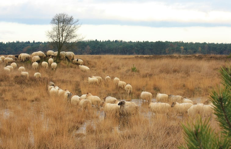 Natuurhuisje in Ansen