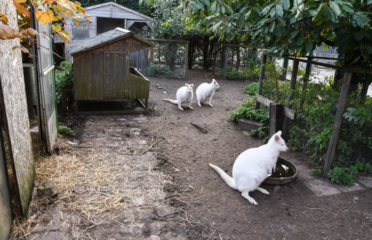 Natuurhuisje in Reningelst