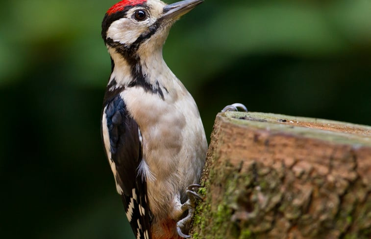 Natuurhuisje in Ermelo