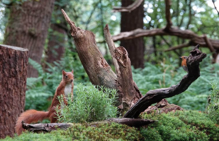 Natuurhuisje in Dwingeloo