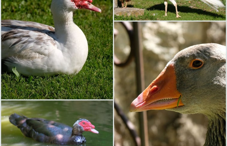 Natuurhuisje in Troche