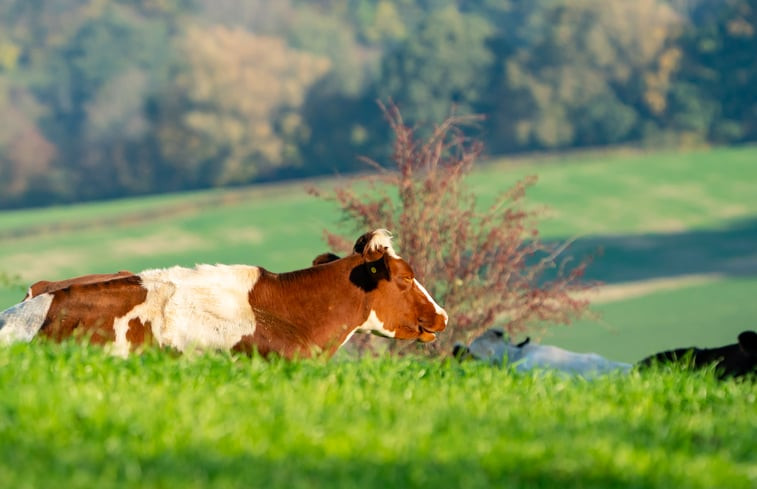 Natuurhuisje in Gulpen