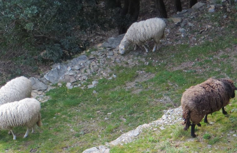 Natuurhuisje in Saint Germain de Calberte