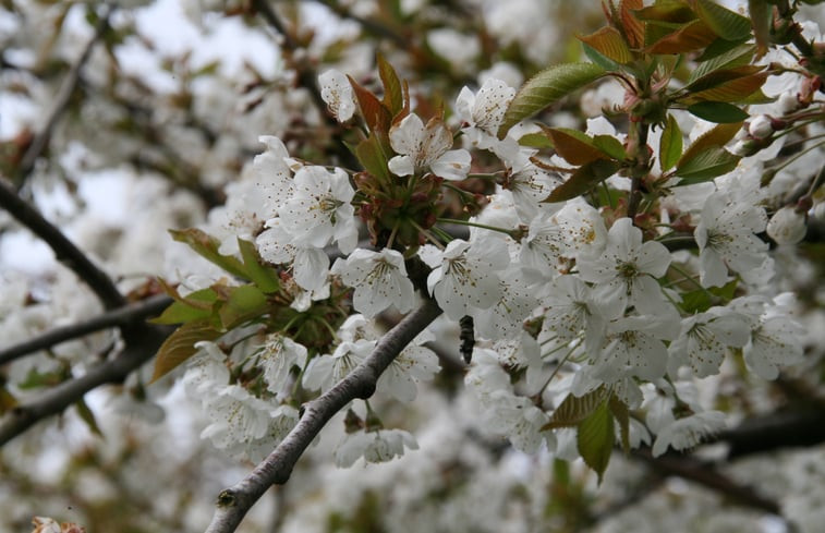 Natuurhuisje in Herveld