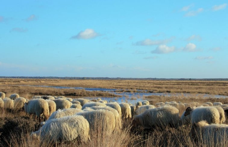 Natuurhuisje in Ansen