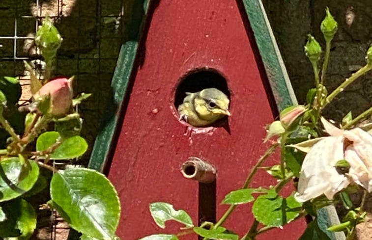 Natuurhuisje in Doorn