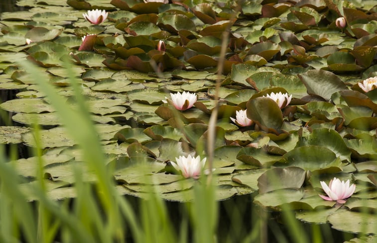 Natuurhuisje in Anderen