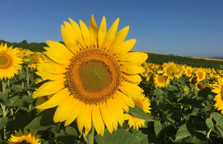 Natuurhuisje in Fayssac