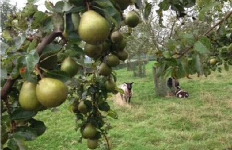 Natuurhuisje in Zevenaar