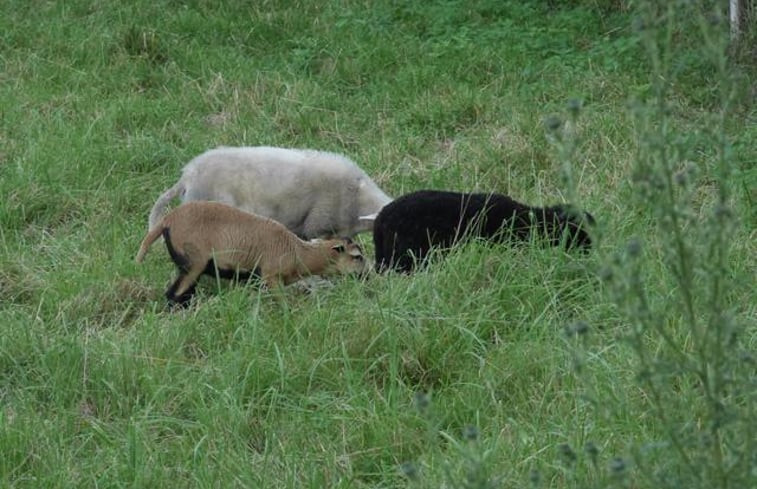 Natuurhuisje in Lathus-Saint Rémy