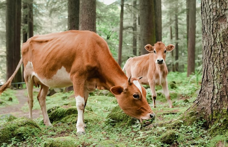 Natuurhuisje in Schwaibach