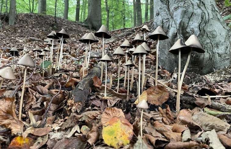 Natuurhuisje in Ellezelles