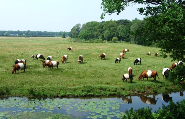 Natuurhuisje in Ommen