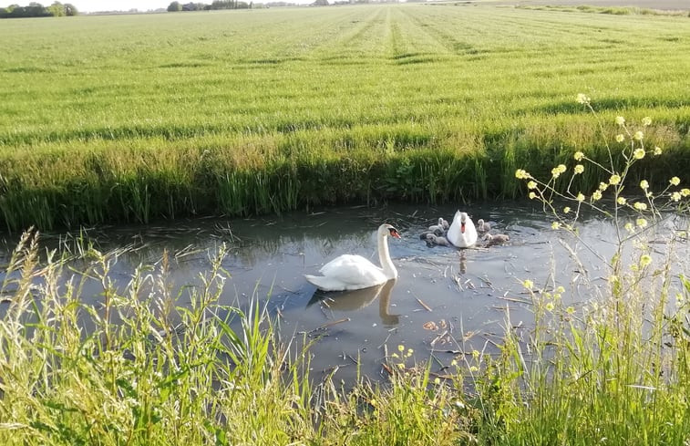 Natuurhuisje in Scharnegoutum