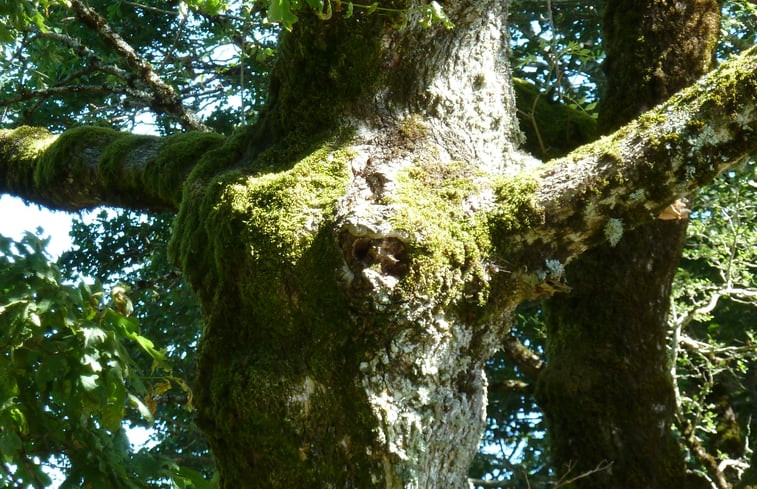 Natuurhuisje in St Hilaire les places