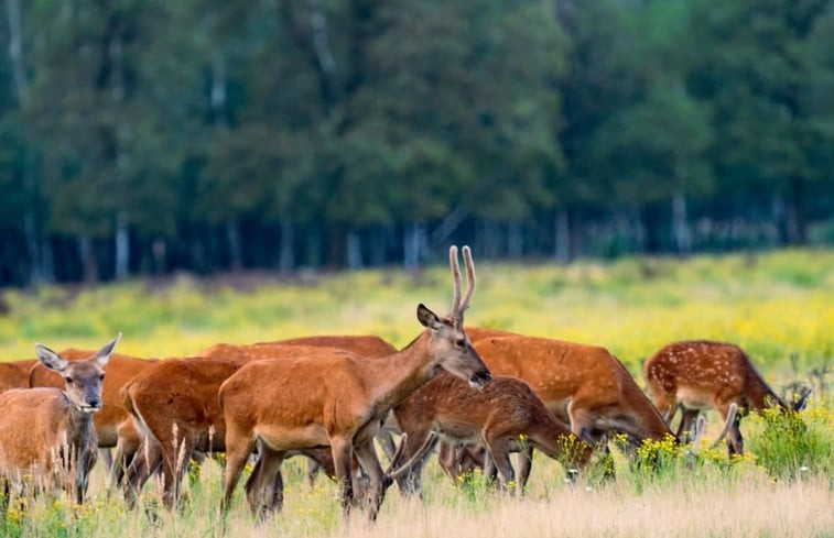 Natuurhuisje in Hoog Soeren