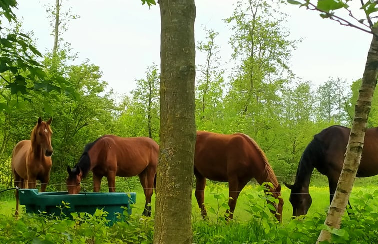 Natuurhuisje in Kollumerzwaag