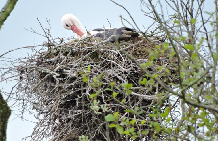 Natuurhuisje in Eernewoude