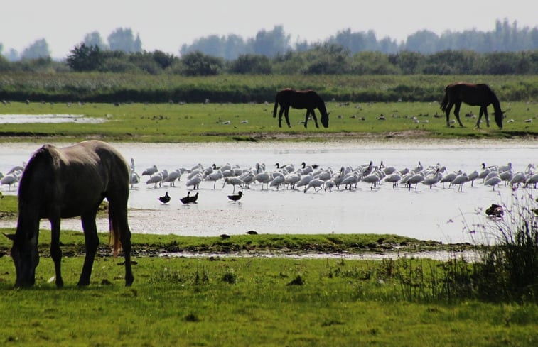 Natuurhuisje in Vierhuizen