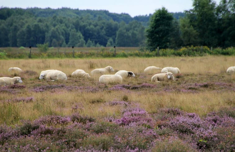 Natuurhuisje in Zwiggelte