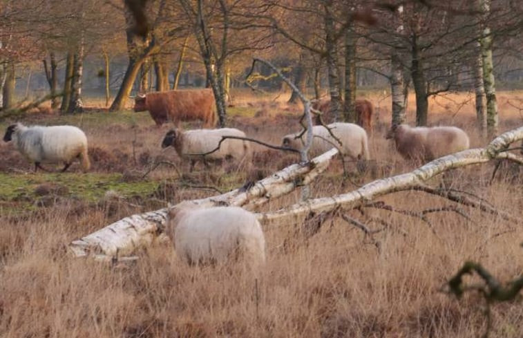 Natuurhuisje in Ter Apel