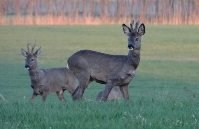 Natuurhuisje in Dalfsen