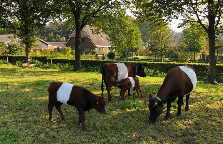 Natuurhuisje in Lettele