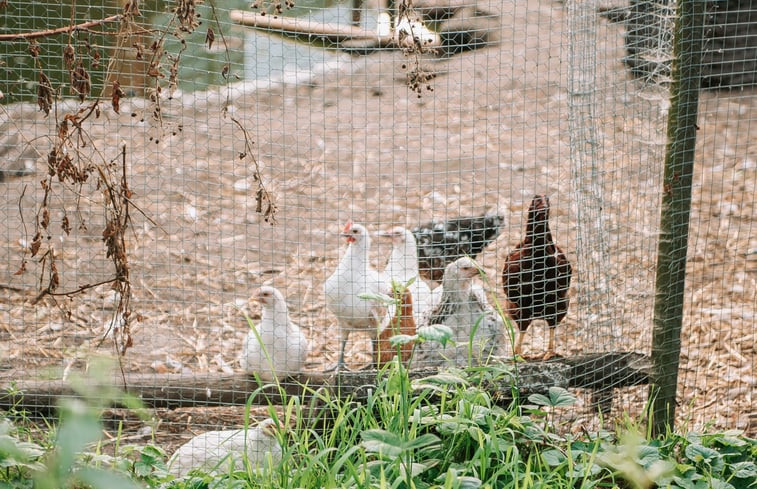 Natuurhuisje in Marum