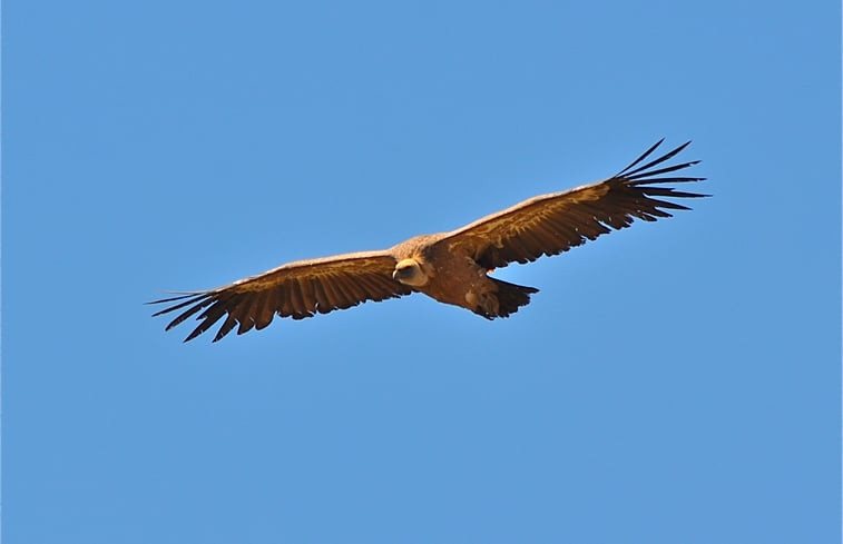 Natuurhuisje in Hoz de Barbastro