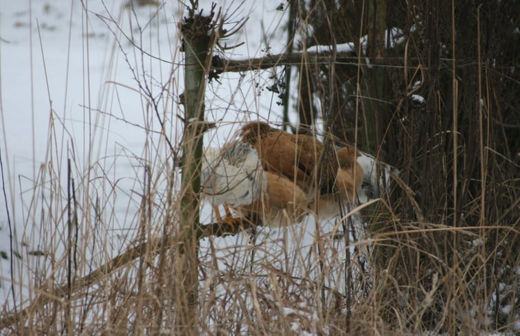 Natuurhuisje in Voorst Oude IJsselstreek