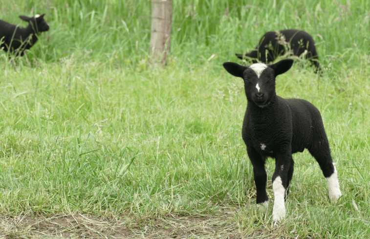 Natuurhuisje in Broekhuizenvorst