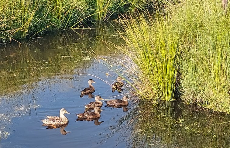 Natuurhuisje in Oudehaske