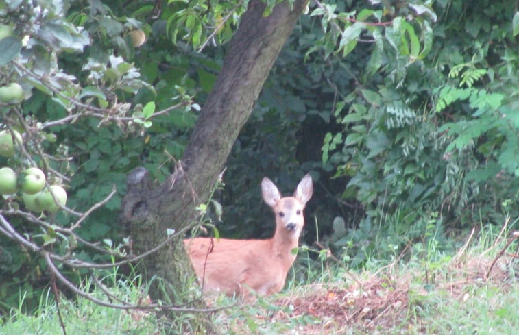 Natuurhuisje in Caldasio