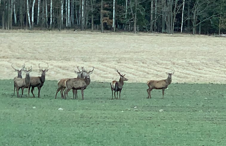 Natuurhuisje in Struznica