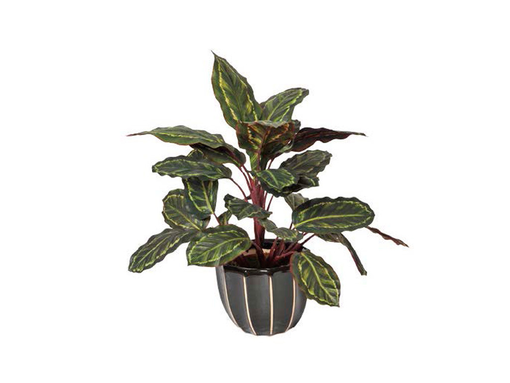 Kunstplanten Calathea Cebra 50cm