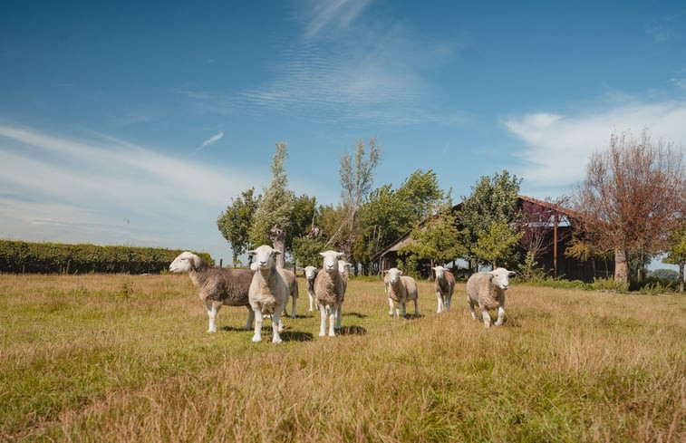 Natuurhuisje in Sint-Margriete