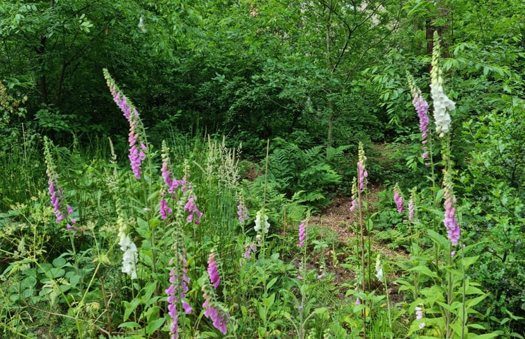 Natuurhuisje in IJhorst